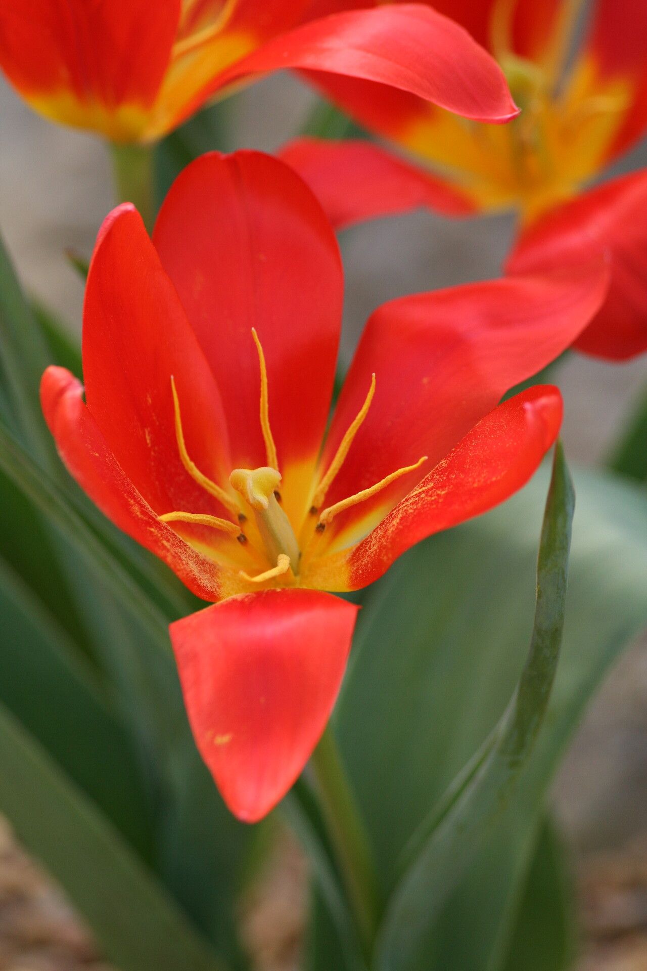 Tulipa butkovii flower