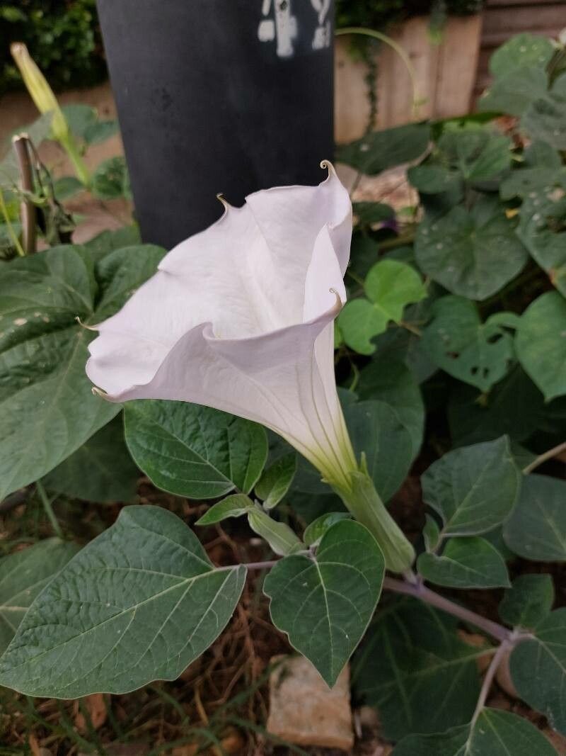 Datura inoxia flower