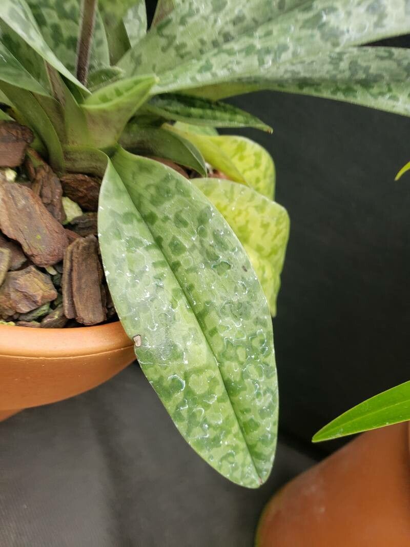 Paphiopedilum venustum — search result for 'Paphiopedilum'