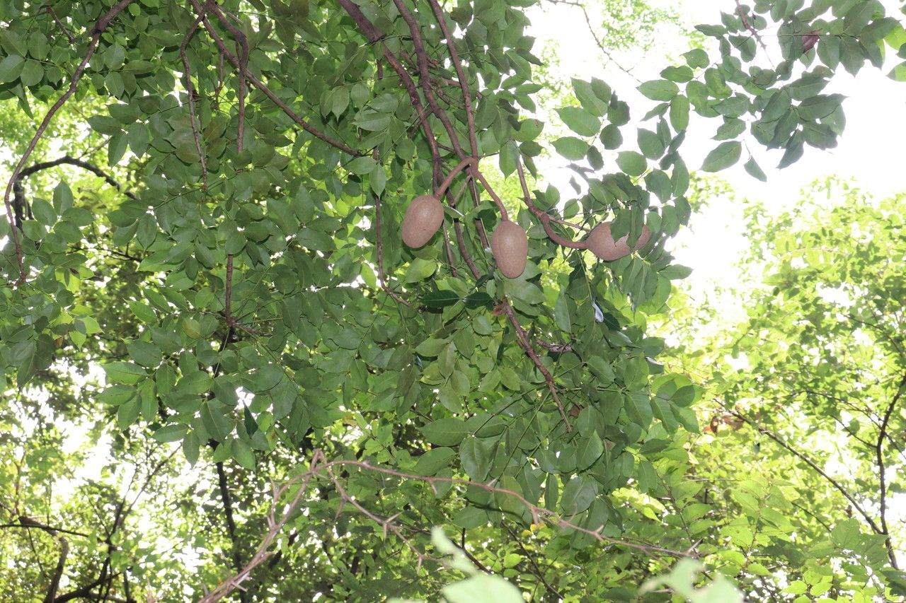 Swietenia macrophylla fruit