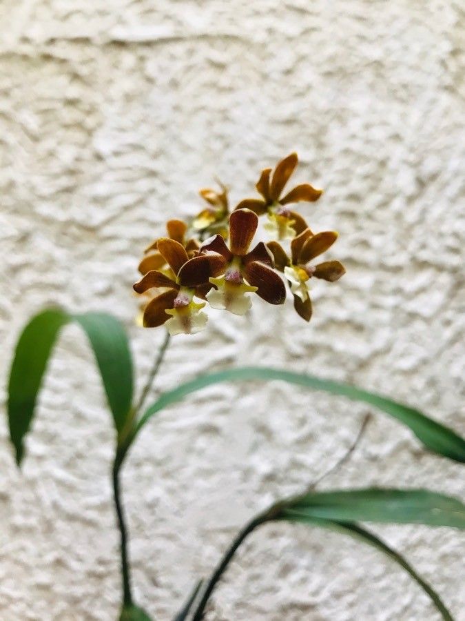 Prosthechea varicosa habit