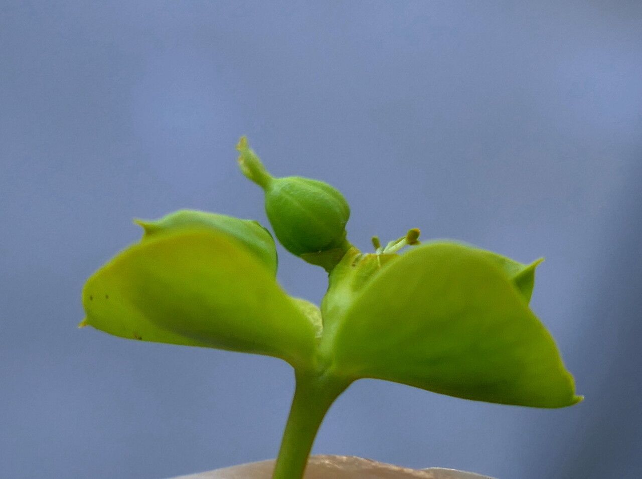 Euphorbia seguieriana fruit