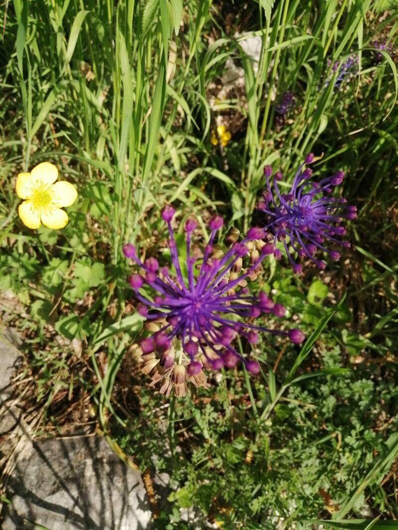 Muscari matritense flower