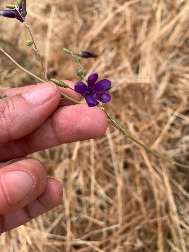 Leucocoryne violacescens — related species from the same genus