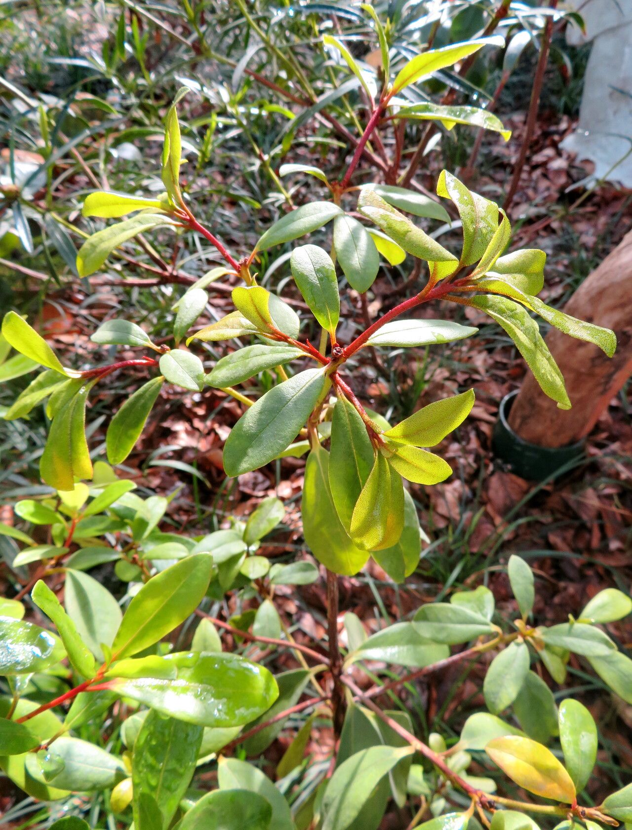 Rhododendron renschianum leaf