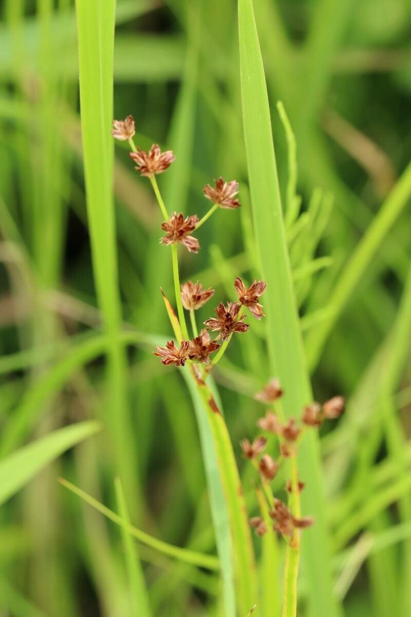 Juncus alatus