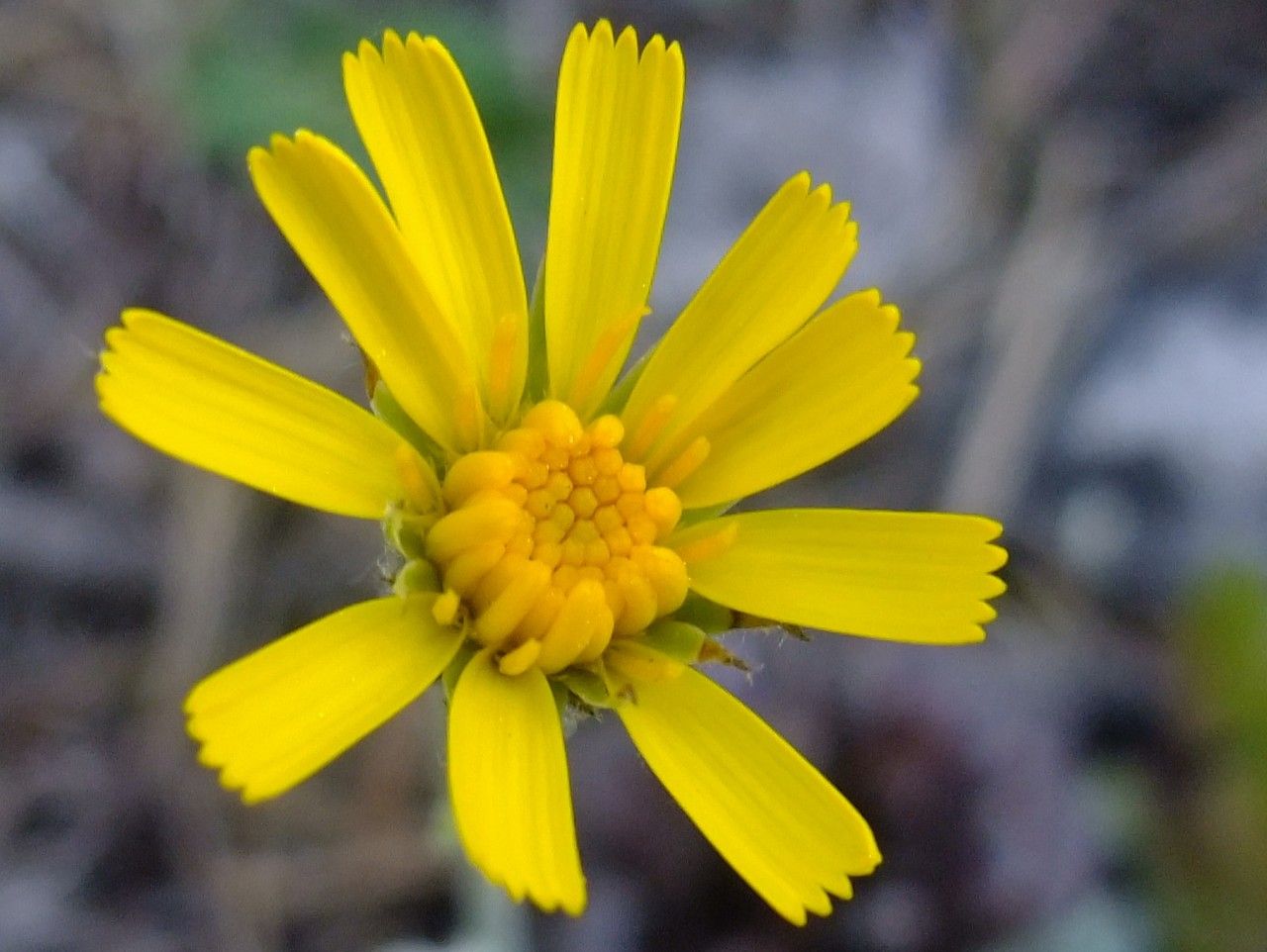 Hieracium schmidtii flower