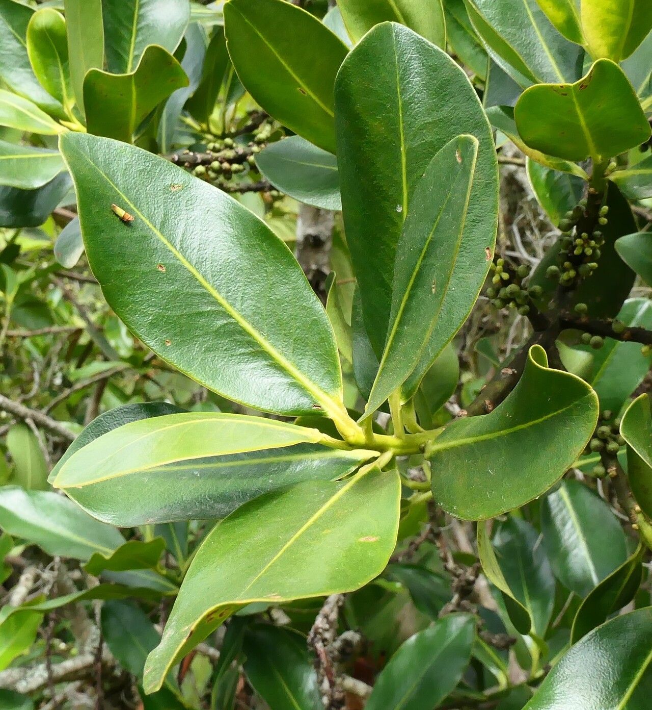 Myrsine latifolia — houseplant care guide