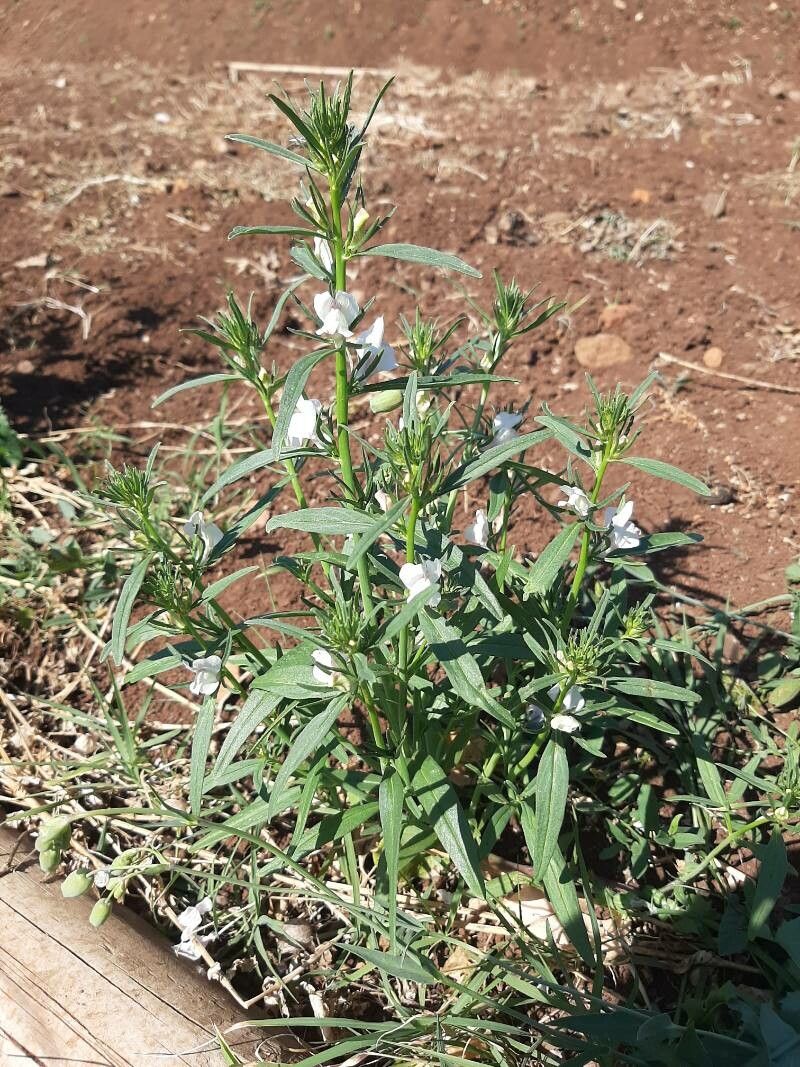 Misopates calycinum habit