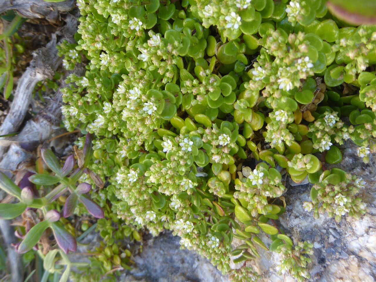 Polycarpon polycarpoides habit