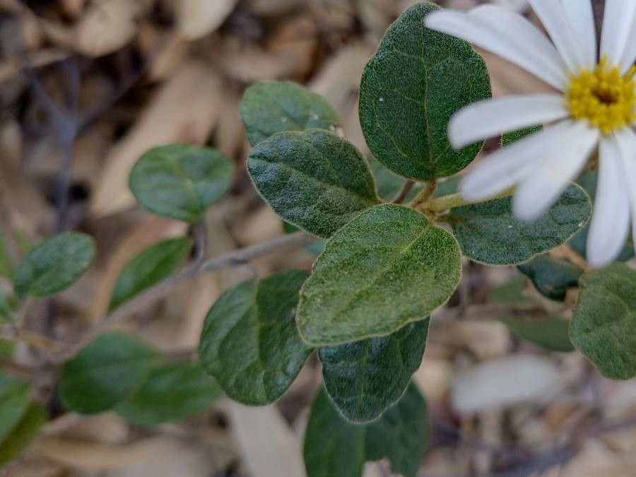 Olearia tomentosa — search result for 'Olearia'