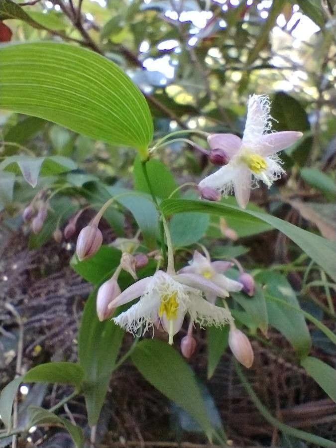 Eustrephus latifolius flower