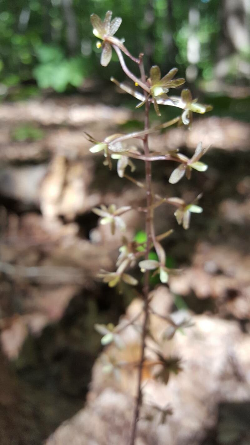 Tipularia discolor flower