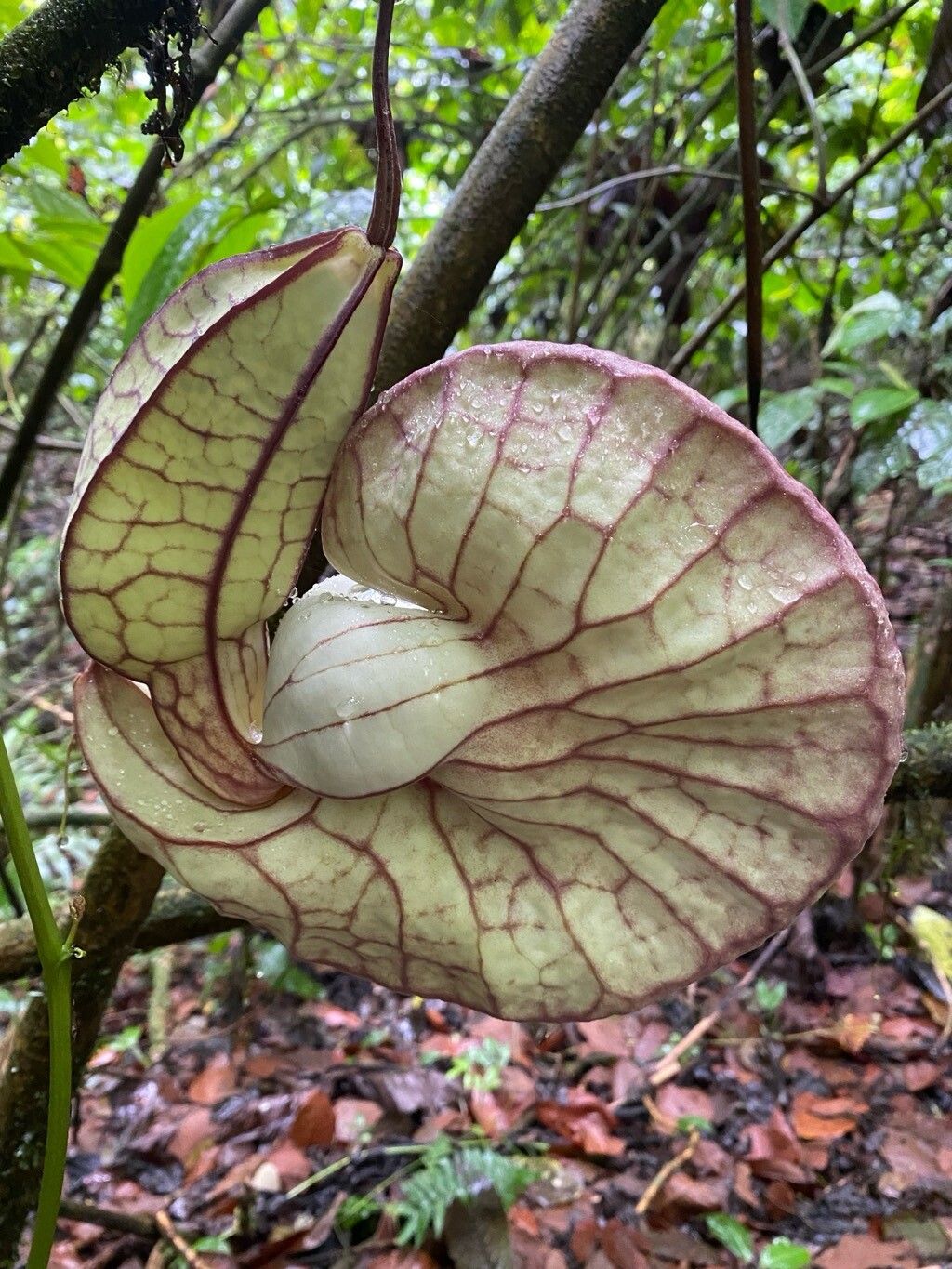 Aristolochia gorgona flower