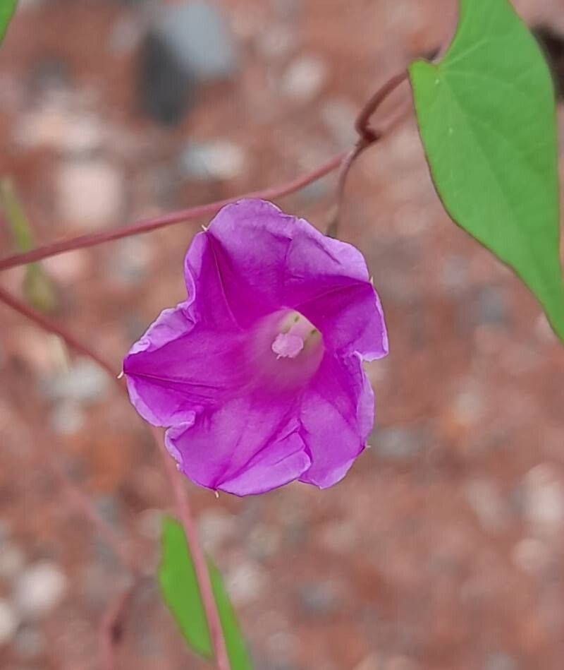 Ipomoea volcanensis flower