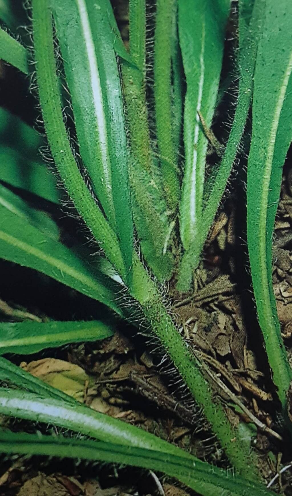 Pilosella calodon — search result for 'Pilosella'