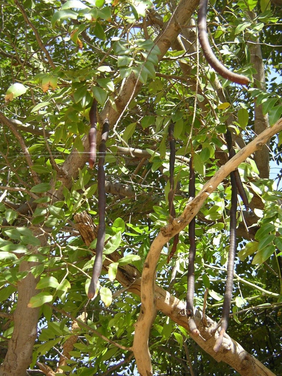 Cassia sieberiana bark