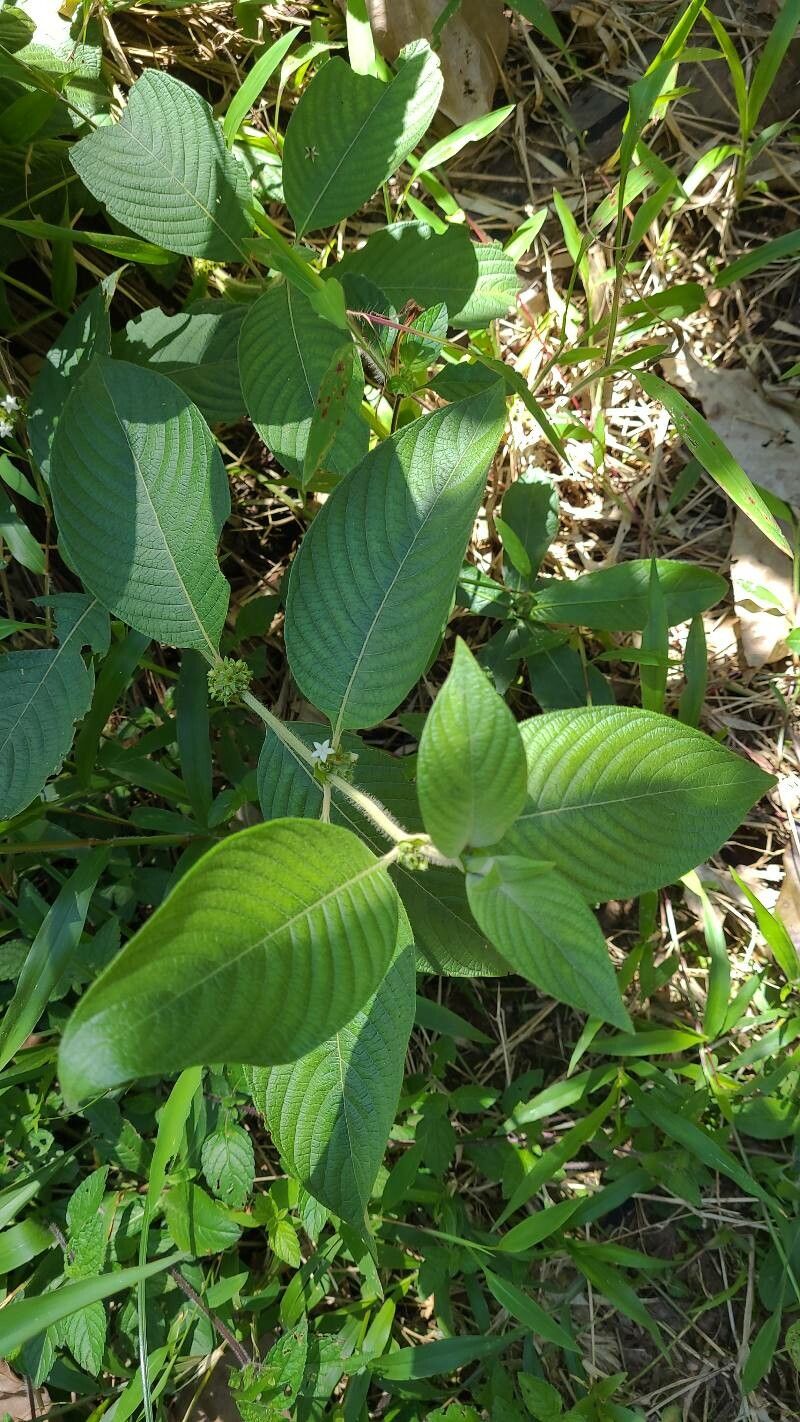 Sabicea villosa — houseplant care guide