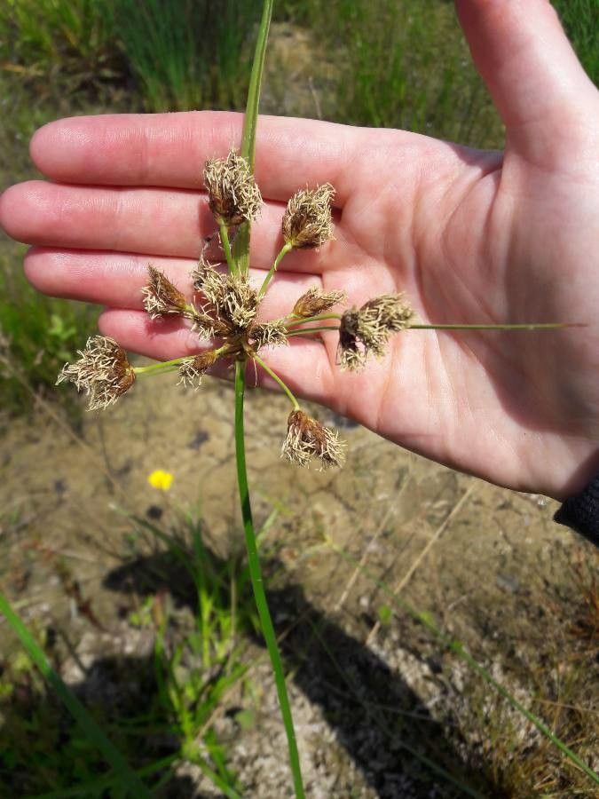 Bolboschoenus glaucus flower