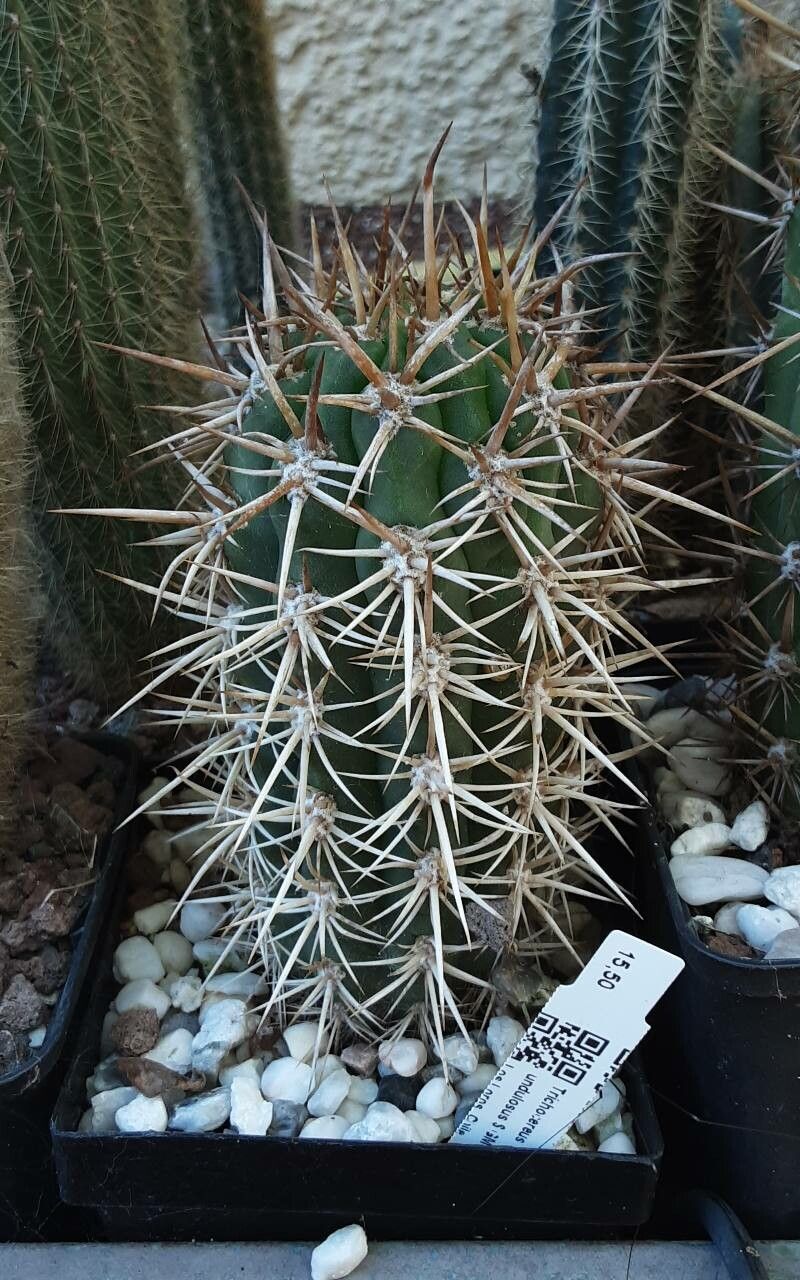 Leucostele undulosa habit