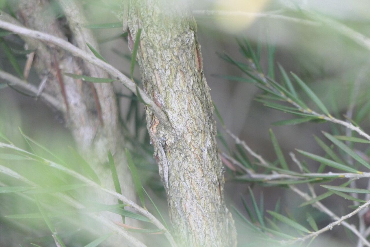 Callistemon pityoides bark