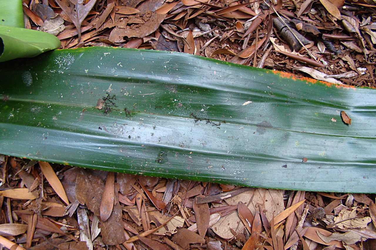 Pandanus serpentinicus habit