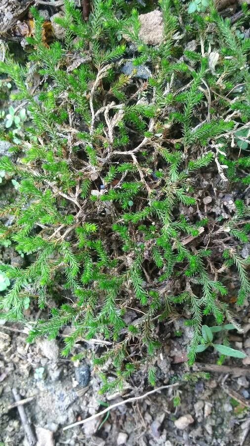Selaginella sellowii — search result for 'Selaginella'
