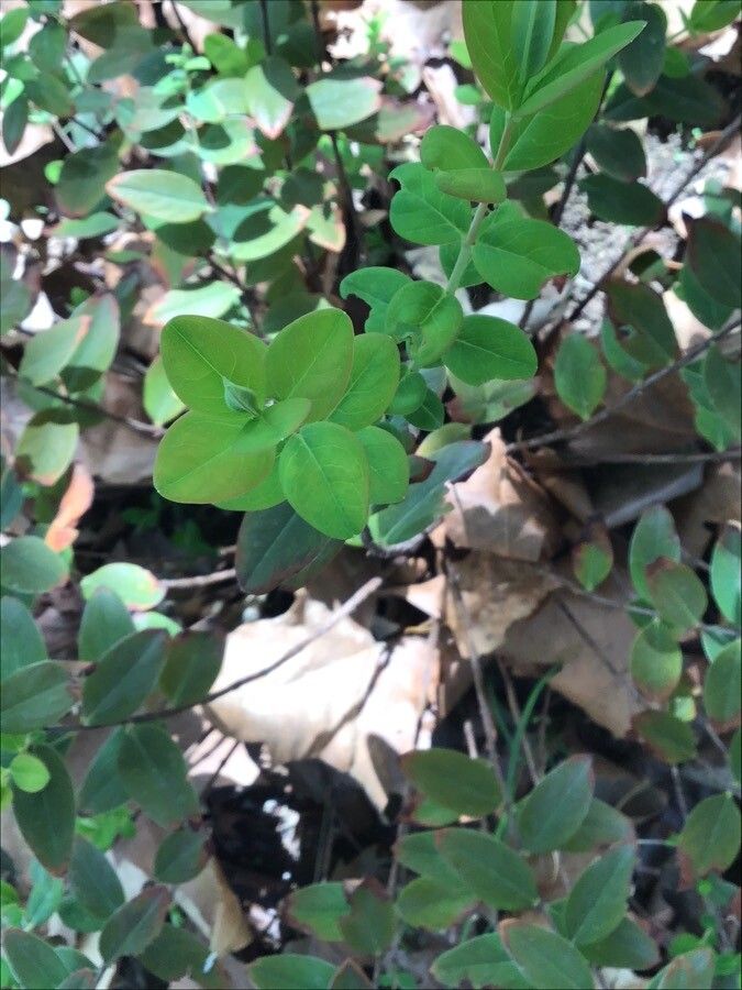 Hypericum forrestii leaf