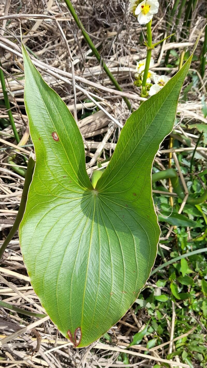 Sagittaria montevidensis — search result for 'Alismataceae'