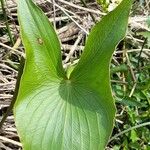 Sagittaria montevidensis