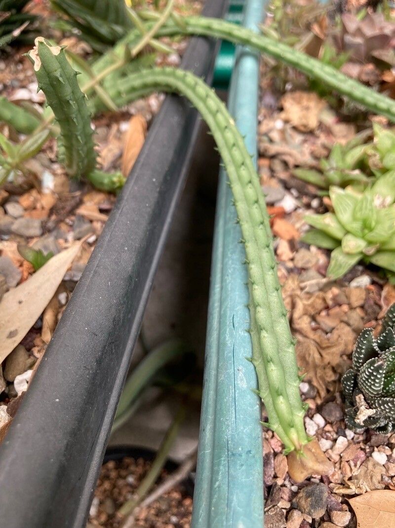Huernia procumbens leaf