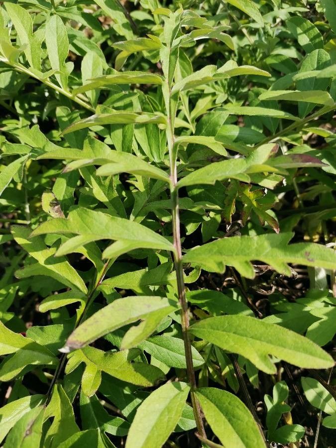 Psephellus dealbatus leaf