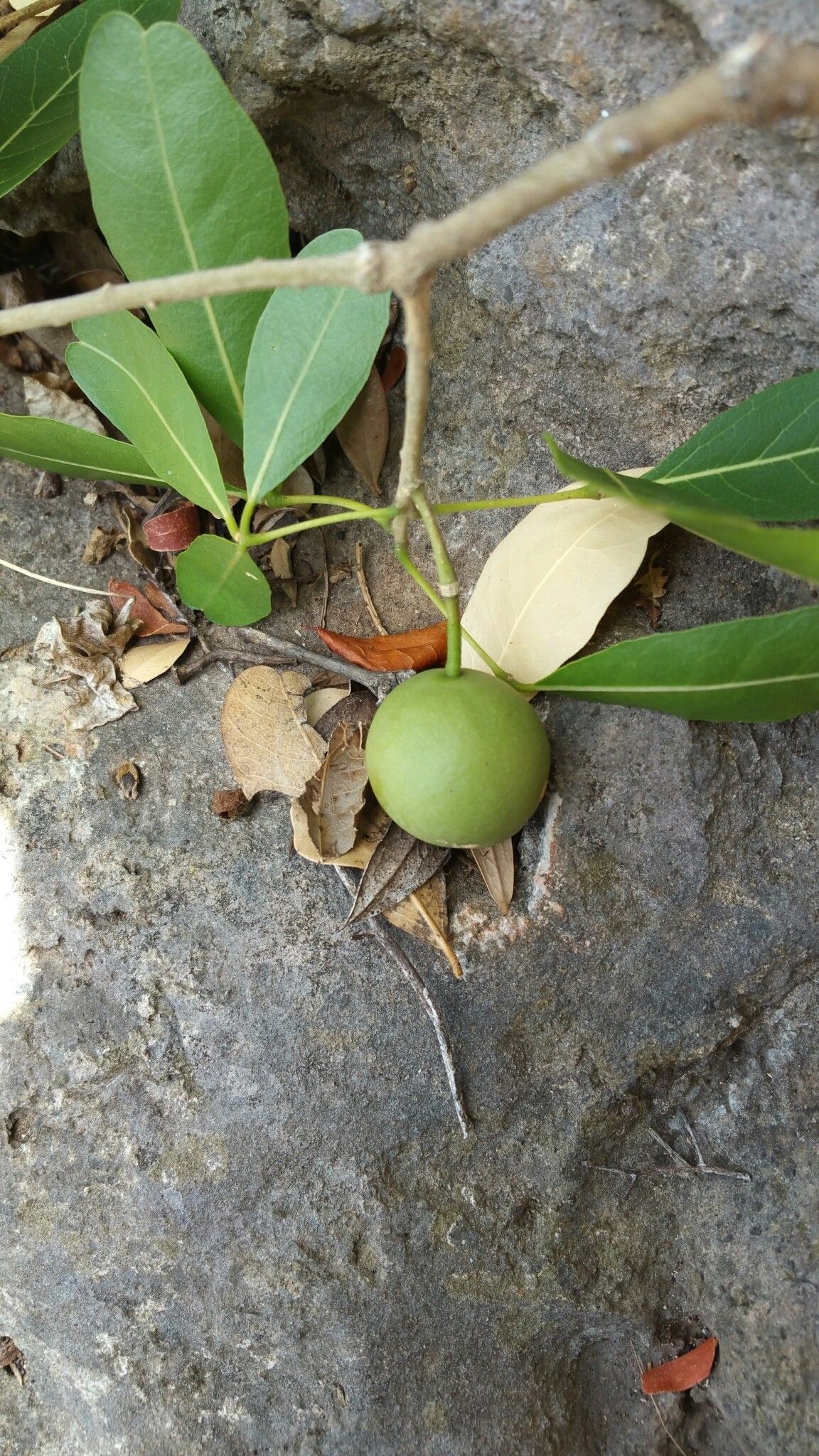 Crateva greveana fruit