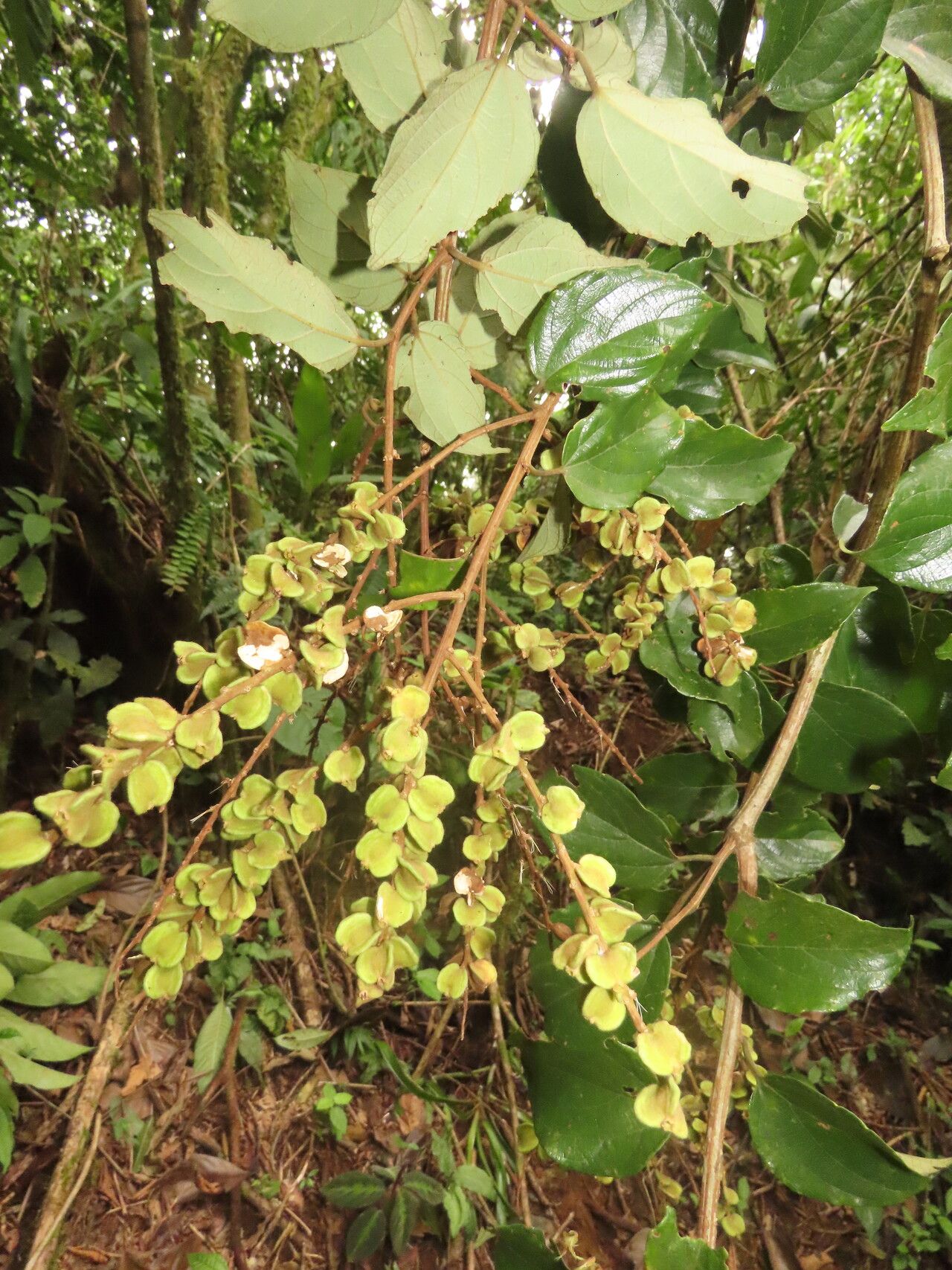 Gouania hypoglauca fruit