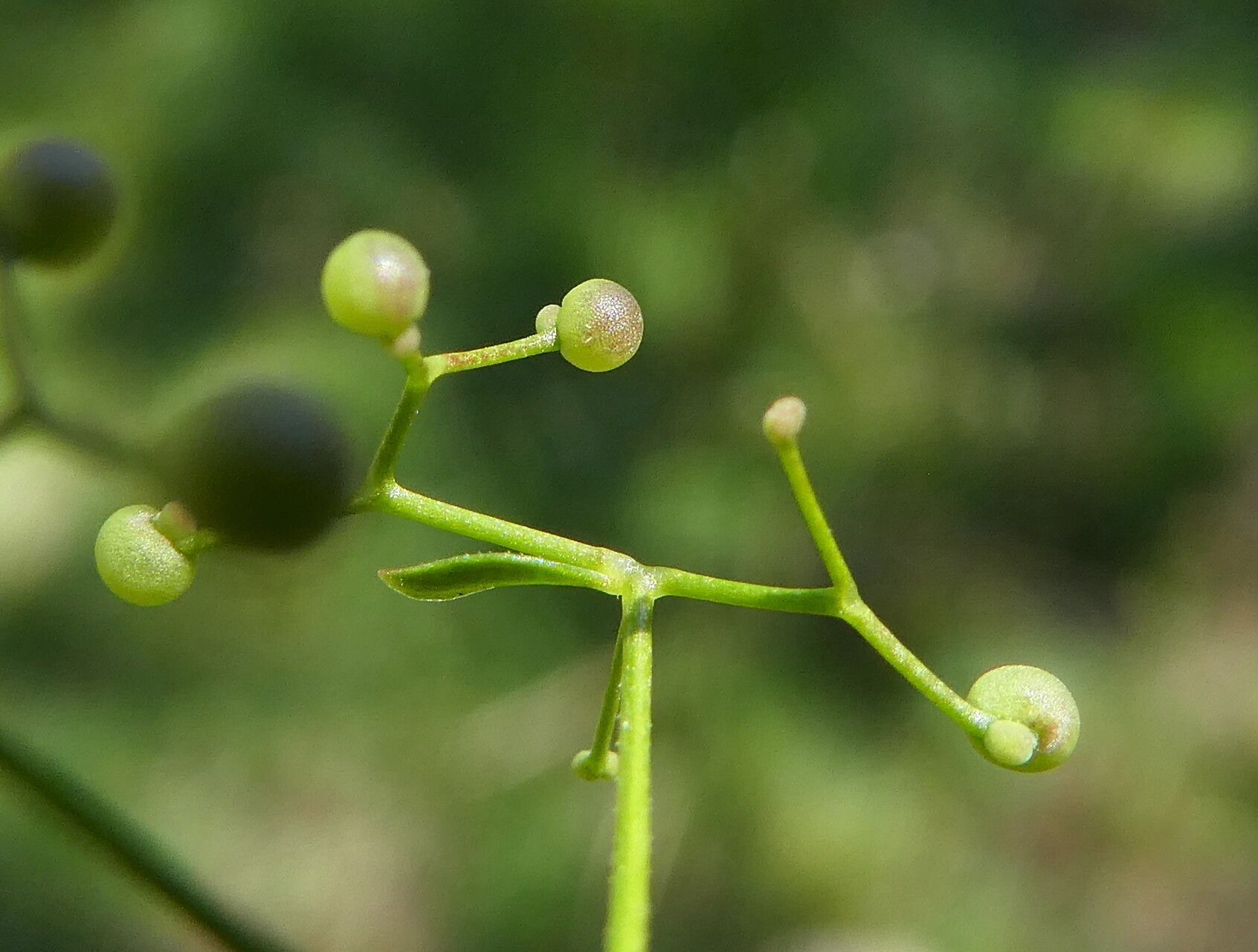 Galium palustre fruit
