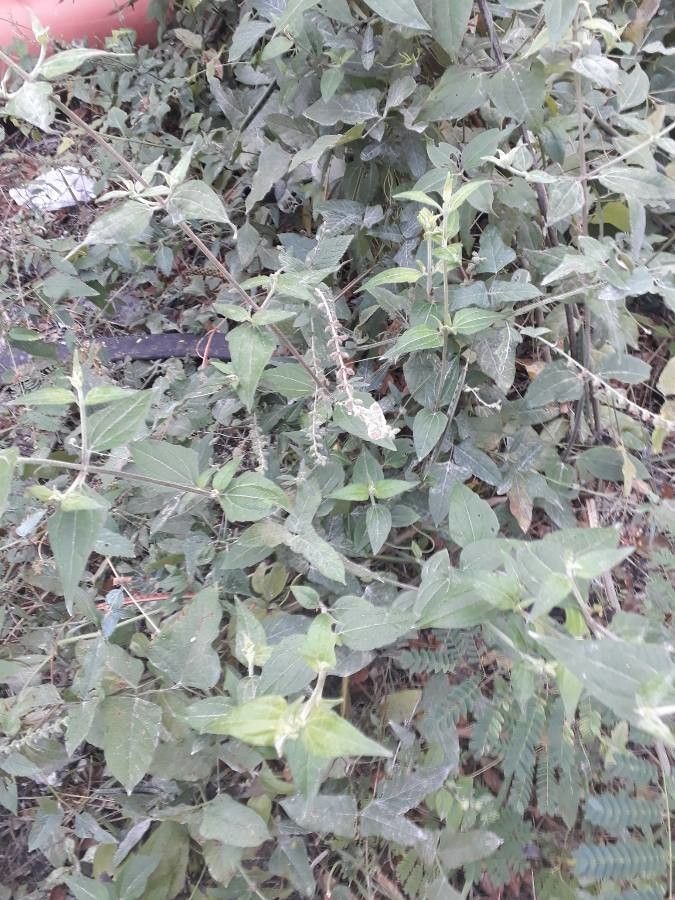 Carlowrightia parviflora — related species from the same genus