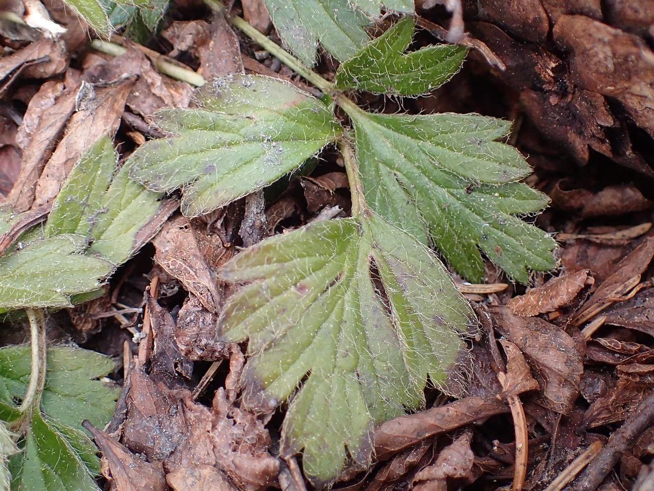 Anemone vernalis leaf