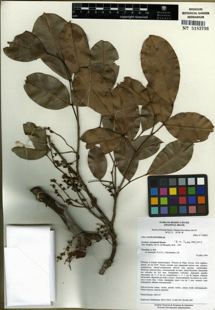 Swartzia tessmannii — houseplant care guide