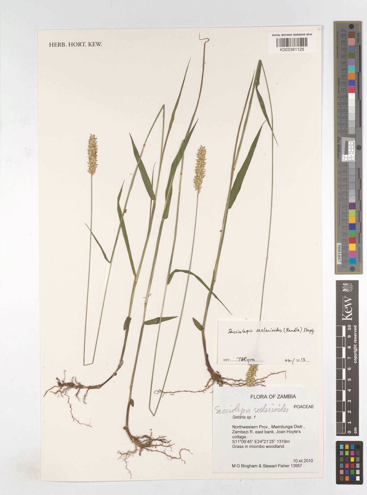 Sacciolepis seslerioides — houseplant care guide