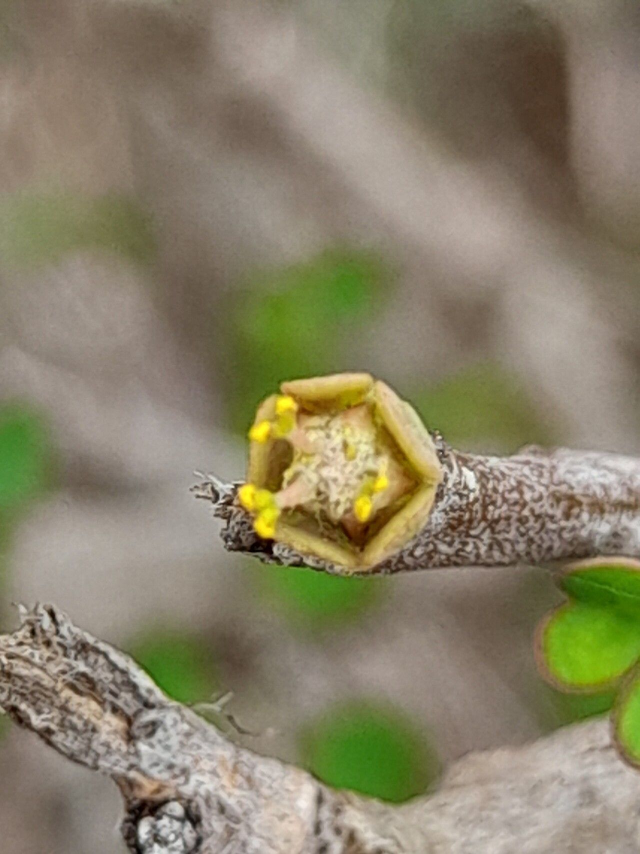 Euphorbia subpeltatophylla flower