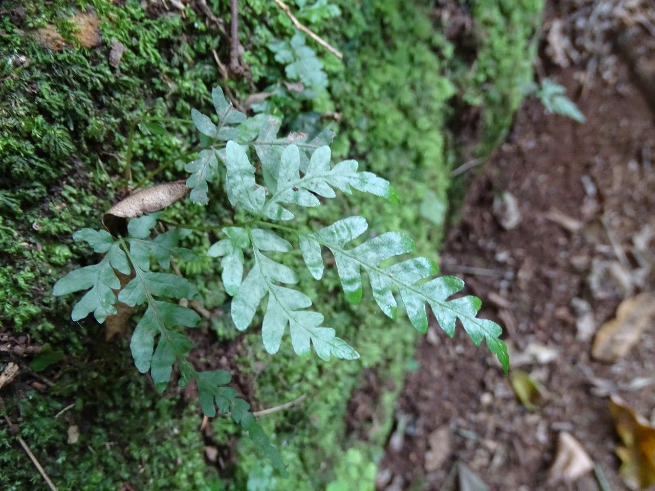 Pteris catoptera — search result for 'Pteris'