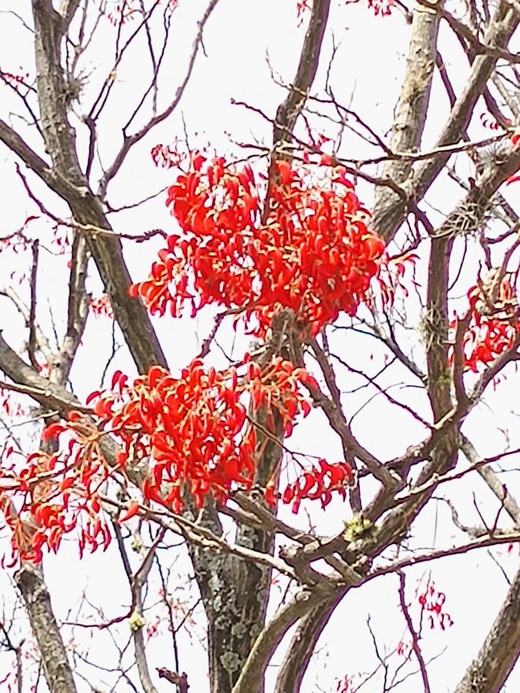 Erythrina mulungu flower