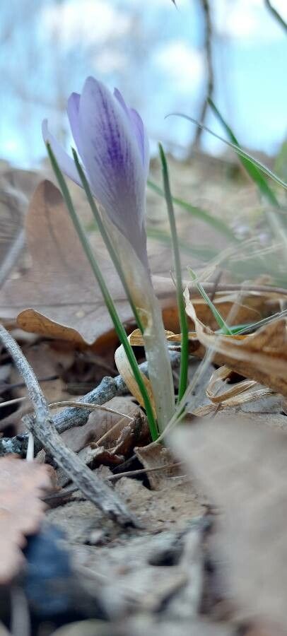 Crocus carpetanus leaf