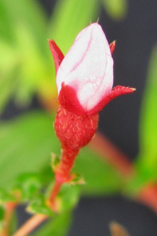 Monochaetum macrantherum flower