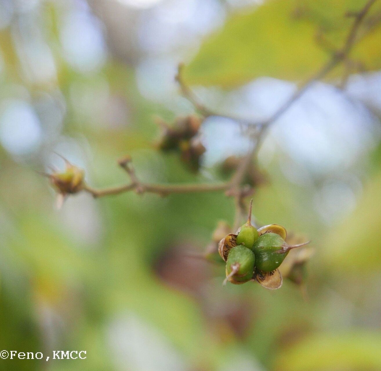 Tetracera madagascariensis fruit