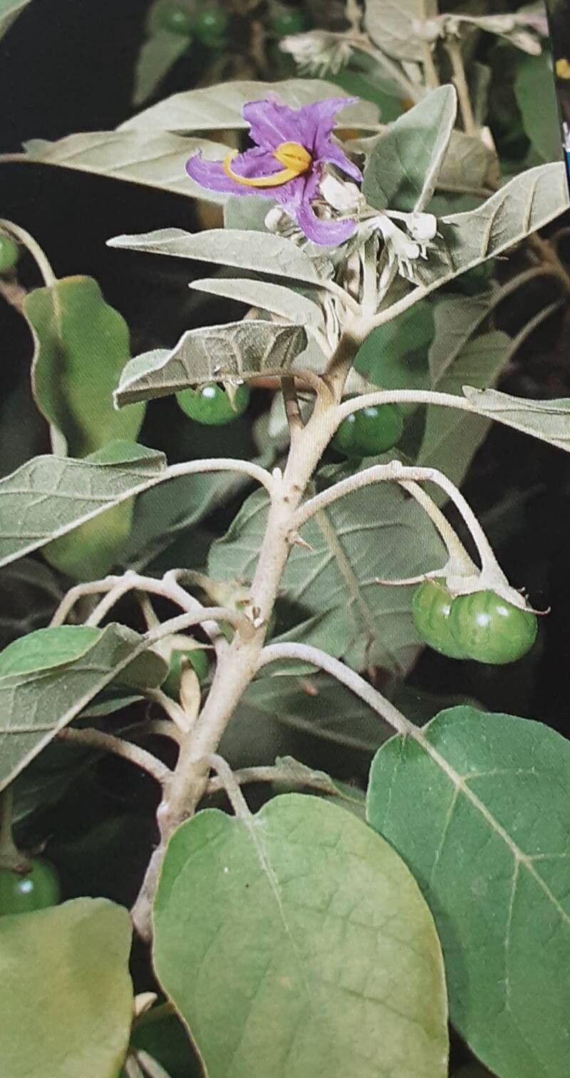 Solanum lidii fruit