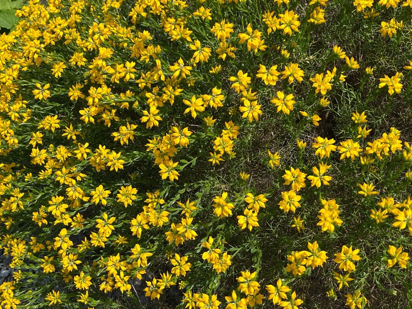 Genista sylvestris habit