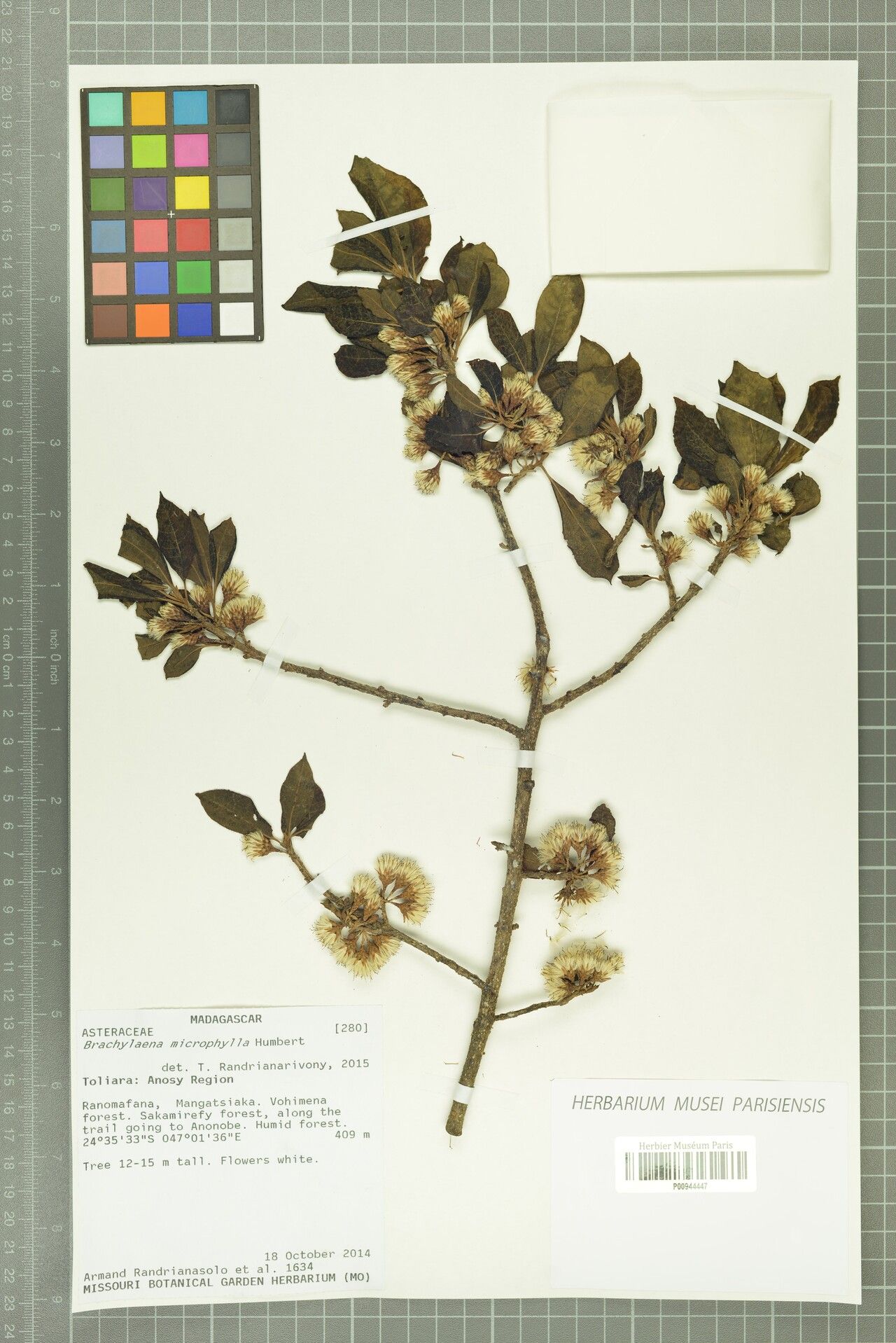 Brachylaena microphylla — related species from the same genus