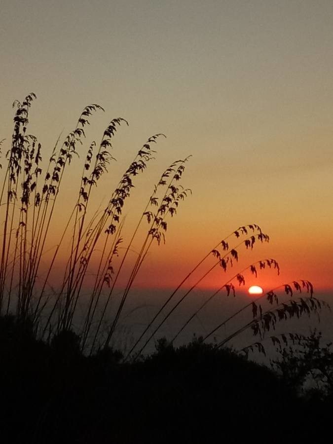 Uniola paniculata flower
