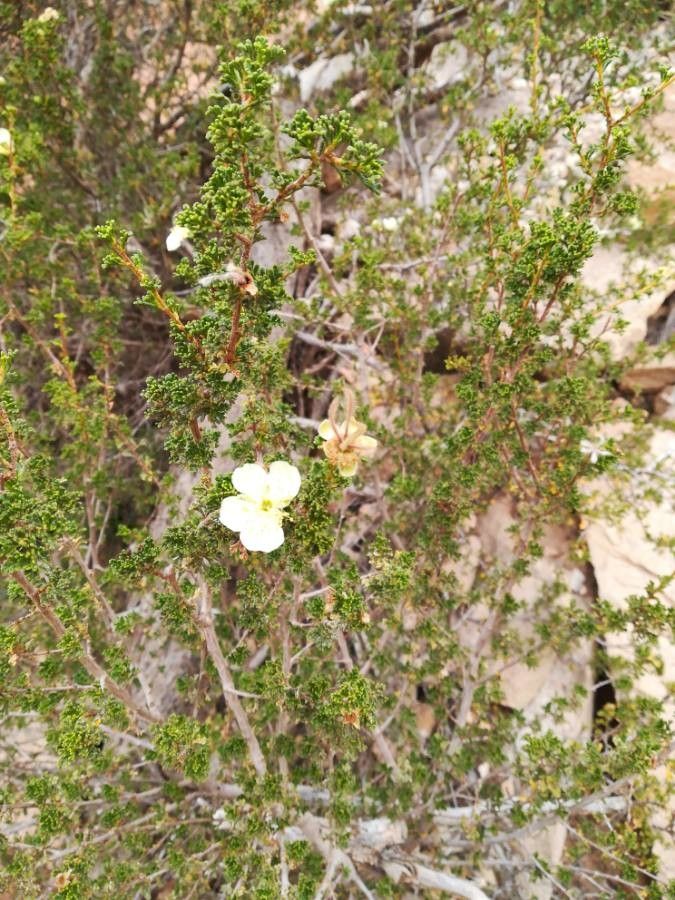 Purshia glandulosa flower